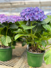 Load image into Gallery viewer, Hydrangeas