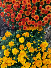 Load image into Gallery viewer, Mums