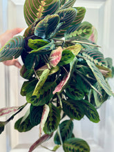 Load image into Gallery viewer, Red Prayer Plant (Maranta Leuconeura)