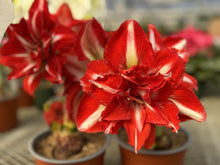 Load image into Gallery viewer, Amaryllis