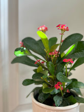 Load image into Gallery viewer, Crown of Thorns