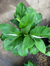Load image into Gallery viewer, Peace lilies (spathiphyllum)