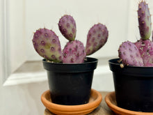 Load image into Gallery viewer, Santa Rita Prickly Pear (Opuntia santarita)