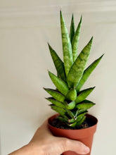 Load image into Gallery viewer, “Thai Tower” Sansevieria