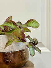 Load image into Gallery viewer, Flame violet (Episcia Cupreata)