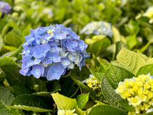 Load image into Gallery viewer, Hydrangeas