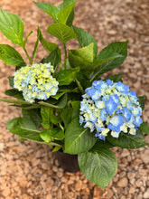 Load image into Gallery viewer, Hydrangeas