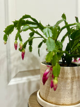 Load image into Gallery viewer, Holiday Cactus