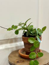 Load image into Gallery viewer, Hoya Mathilde Spalsh