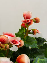 Load image into Gallery viewer, Rieger Begonias