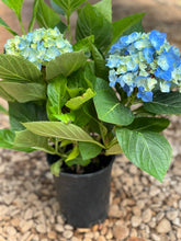 Load image into Gallery viewer, Hydrangeas