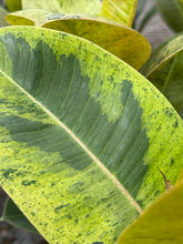Load image into Gallery viewer, Ficus Shivereana