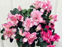 Load image into Gallery viewer, Florist Azaleas (Rhododendron simsii )