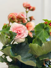 Load image into Gallery viewer, Rieger Begonias