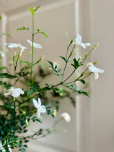 Load image into Gallery viewer, Common jasmine (jasminum officinale)