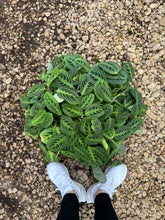 Load image into Gallery viewer, Lemon Lime Prayer Plant (Maranta Leuconeura)