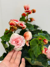 Load image into Gallery viewer, Rieger Begonias