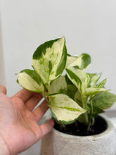 Load image into Gallery viewer, Manjula Pothos (Epipremnum aureum)