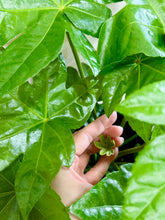Load image into Gallery viewer, Japanese Aralia (Fatsia Japonica Variegata)