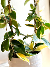 Load image into Gallery viewer, Hoya Carnosa Krimson Queen