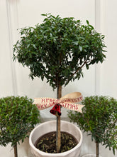 Load image into Gallery viewer, Heirloom Myrtle Topiary (Myrtus Communis)