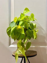 Load image into Gallery viewer, Lemon lime Philodendron (Philodendron Hederaceum Lemon Lime)