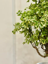 Load image into Gallery viewer, Ming Aralia (Polyscias fruticosa)