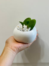 Load image into Gallery viewer, Classic Sweetheart Hoya (Hoya Kerrii)