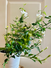 Load image into Gallery viewer, Common jasmine (jasminum officinale)
