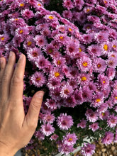 Load image into Gallery viewer, Mums