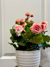 Load image into Gallery viewer, Rieger Begonias
