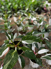 Load image into Gallery viewer, Pink Princess Philodendron