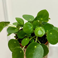 Load image into Gallery viewer, Chinese Money Plant (Pilea Peperomioides)