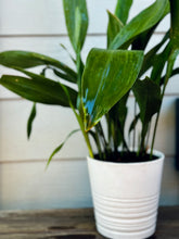 Load image into Gallery viewer, Cast Iron Plant (Aspidistra elatior)