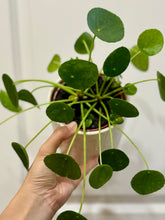 Load image into Gallery viewer, Chinese Money Plant (Pilea Peperomioides)