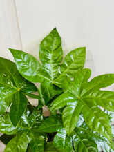 Load image into Gallery viewer, Japanese Aralia (Fatsia Japonica Variegata)