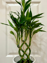 Load image into Gallery viewer, Lucky bamboo (Dracaena sanderiana)