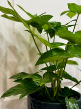 Load image into Gallery viewer, Japanese Aralia (Fatsia Japonica Variegata)