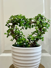 Load image into Gallery viewer, White lined planter