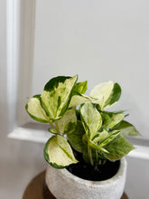 Load image into Gallery viewer, Manjula Pothos (Epipremnum aureum)