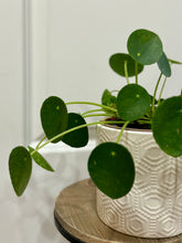 Load image into Gallery viewer, Chinese Money Plant (Pilea Peperomioides)
