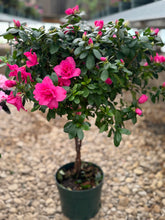 Load image into Gallery viewer, Florist Azaleas (Rhododendron simsii )