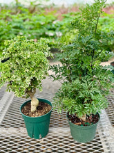 Load image into Gallery viewer, Ming Aralia (Polyscias fruticosa)
