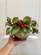 Load image into Gallery viewer, Flame violet (Episcia Cupreata)