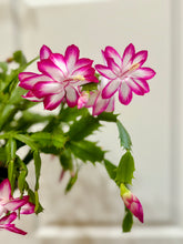 Load image into Gallery viewer, Holiday Cactus