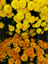 Load image into Gallery viewer, Mums