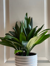 Load image into Gallery viewer, Good Luck Plant (Cordyline glauca)