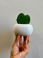 Load image into Gallery viewer, Classic Sweetheart Hoya (Hoya Kerrii)