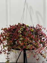 Load image into Gallery viewer, Variegated Calico Kitten (var. Crassula pellucida)