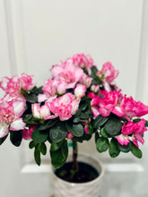Load image into Gallery viewer, Florist Azaleas (Rhododendron simsii )